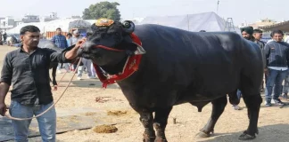 21 करोड़ के ‘सुल्तान’ की हार्ट अटैक से हुई मौत, मालिक को देता था लाखों कमाकर सुल्तान भैंसा की मौत