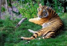 सपने में बाघ देखना अच्छा या बुरा?